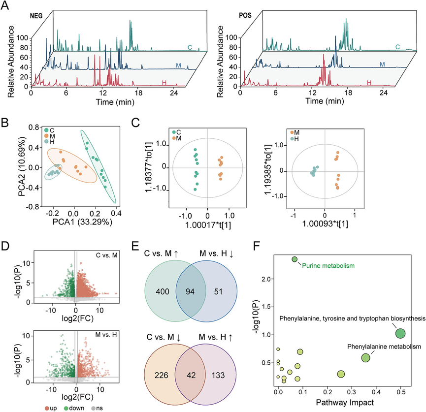 AB23A could ameliorate liver metabolic disorder caused by CCl4. (A) Total ion chromatograms of representative samples from various groups in metabolomics in negative and positive ion modes. (B) The PCA score plot showed the metabolism profiling of C, M and H groups were altered. (C) The OPLS-DA score plots exhibited distinct separation between the two groups (C vs. M, M vs. H). (D) The volcano plot analysis displayed significantly regulated variables between the two groups (P < 0.05, fold change > 1.5). (E) The Venn plots demonstrated AB23A could regulate the abnormal metabolites caused by CCl4. (F) Pathway analysis elucidated the metabolic pathways modulated by AB23A in the liver.