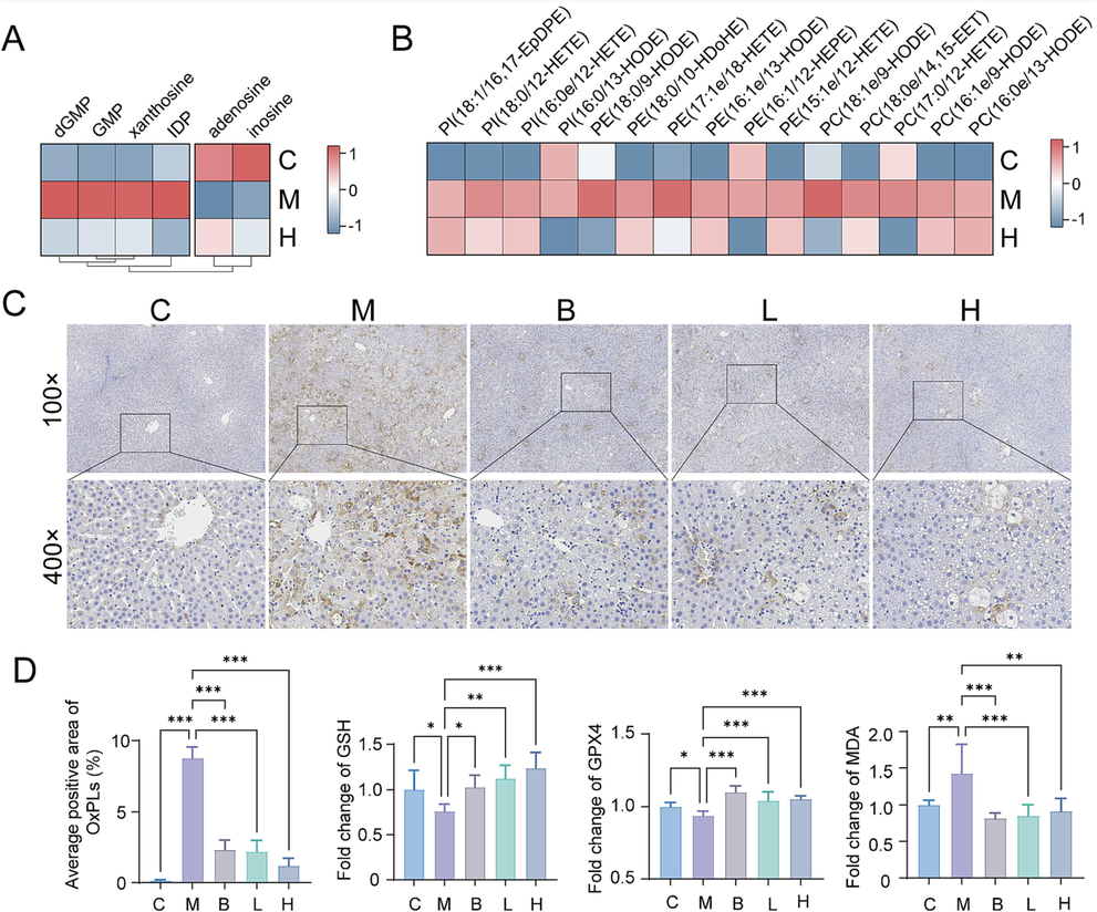 AB23A could reduce lipid peroxidation caused by CCl4. (A) Heat map analysis of key metabolites involved in purine metabolism. (B) The heatmap demonstrated the oxidized phospholipid were up-regulated in M group and down-regulated in H group. (C) Representative immunohistochemical staining (oxidized phospholipid) of liver sections. (D) Positive area analysis of immunohistochemical staining (oxidized phospholipid) and GSH, GPX4, MDA levels in liver. *P < 0.05, **P < 0.01, and ***P < 0.001 compared with the model group.