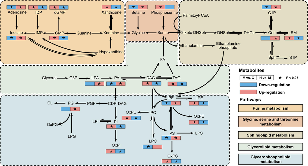 Schematic representation of the metabolic regulation network illustrating the amelioration of CCl4-induced acute liver injury by AB23A. The left squares represent the changes in the levels of metabolites affected by CCl4, while the right squares represent the regulation of these metabolites by AB23A. Red indicates upregulation, and blue indicates downregulation. Asterisks highlight significant changes in metabolite levels (P < 0.05). Different background colors represent various metabolic pathways regulated by AB23A.