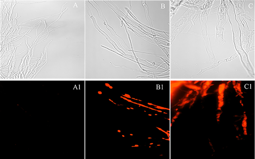 Morphological observation by FM of Phomopsis sp treated with Z17. (A-A1) 0 μg/mL, (B-B1) 50 μg/mL, (C-C1) 100 μg/mL.