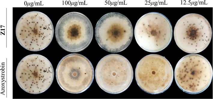 The inhibitory effect of Z17 on the formation of sclerotia of Phomopsis sp.