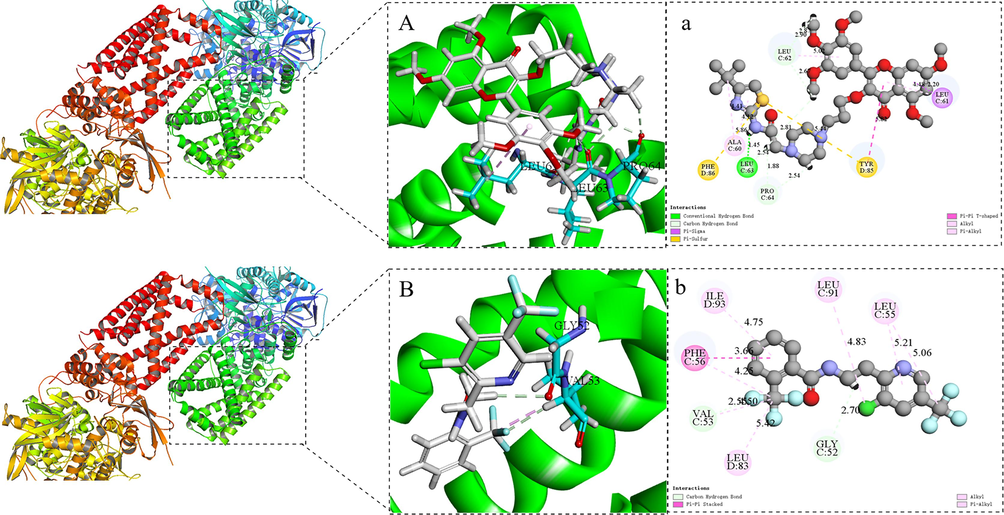 Molecular docking modes of Z17 (A-a) and fluopyram (B-b) with SDH.