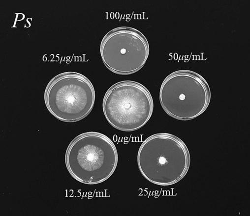 In vitro antifungal effects of Z17 against Phomopsis sp at different concentrations.