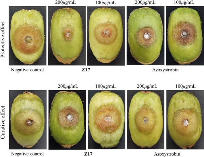 The protective and curative effect of Z17 and azoxystrobin against Phomopsis sp on kiwifruit.