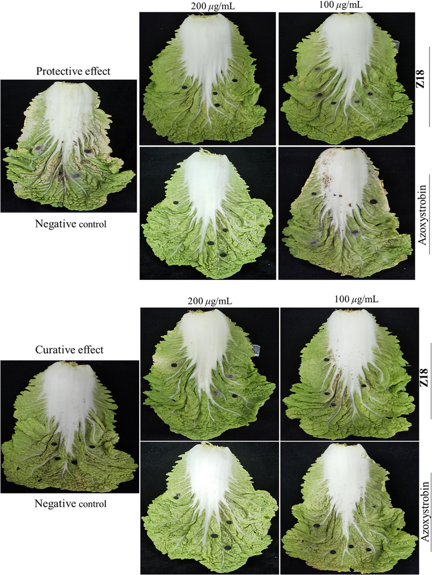 The protective and curative effect of Z18 and azoxystrobin against A. brassicae on cabbage.