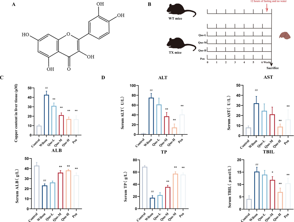 Effect of Que on the liver of TX mice. (A) Chemical structure of Que (B) Que treatment for TX mice method (C) Determination of copper concentration in liver tissue, n = 6. (D) Serum levels of ALT, AST, ALB, TP, and TBIL, n = 6. #P < 0.05, ##P < 0.01, vs. Control, *P < 0.05, **P < 0.01, vs. Wilson. Data are expressed as mean ± SD.