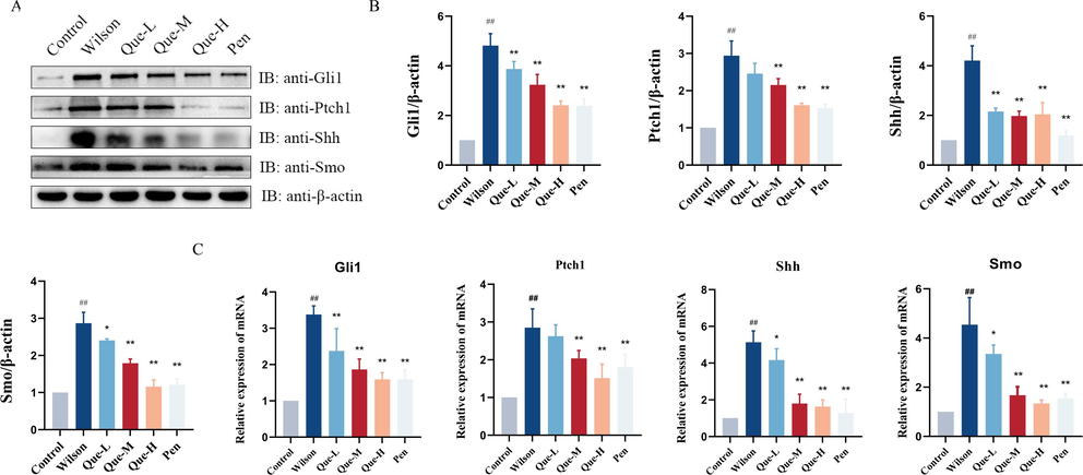 (A-B) Western blot analysis showing the expression levels of Gli1, Ptch1, Shh and Smo proteins in different groups. Relative protein levels were normalized by β-actin, n = 3. (C) The mRNA expression levels of Gli1, Ptch1, Shh, and Smo in liver tissues, n = 6. #P < 0.05, ##P < 0.01, vs. Control, *P < 0.05, **P < 0.01, vs. Wilson. Data are expressed as mean ± SD.