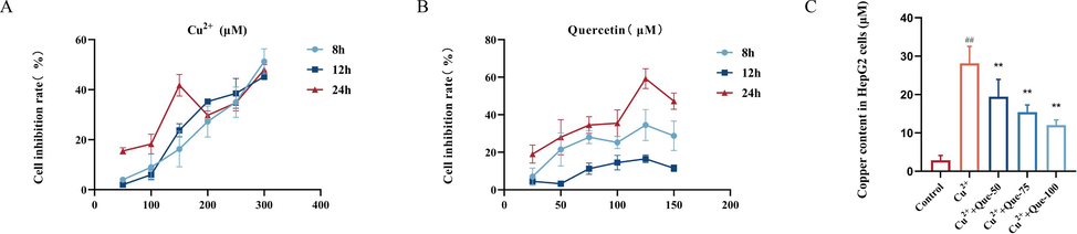 Effects of Que on cellular copper in Cu2+-induced HepG2 cells model. (A) CCK8 assay screening for optimal Cu2+-induced concentration. (B) CCK8 assay screening for optimal Que concentration. (C) Effect of Que on Cu2+ content in Cu2+-induced HepG2 cells. #P < 0.05, ##P < 0.01, vs. Control, *P < 0.05, **P < 0.01, vs. Model. Data are expressed as mean ± SD.