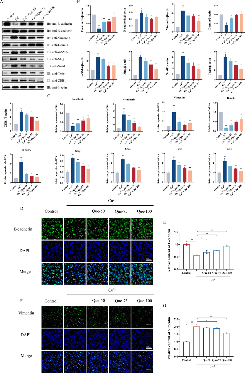 Effects of Que on the EMT in the Cu2+-induced HepG2 Cells model. (A-B) Protein expressions of E- cadherin, N-cadherin, Desmin, Vimentin, α-SMA, Slug, Snail, Twist, and ZEB1 in Cu2+-induced HepG2 cells. Relative protein levels were normalized by β-actin, n = 3. (C) The mRNA expression of E-cadherin, N-cadherin, Desmin, Vimentin, α-SMA, Slug, Snail, Twist, and ZEB1 in Cu2+-induced HepG2 cells, n = 6. (D) Immunofluorescence of E-cadherin in Cu2+-induced HepG2 cells (magnification × 100, scale bar = 100 μm). (E) Relative fluorescence intensity of E-cadherin. n = 3. (F) Immunofluorescence of Vimentin in Cu2+-induced HepG2 cells (magnification × 100, scale bar = 100 μm). (G) Relative immunofluorescence intensity of Vimentin, n = 3. #P < 0.05, ##P < 0.01, vs. Control, *P < 0.05, **P < 0.01, vs. Model. Data are expressed as mean ± SD.