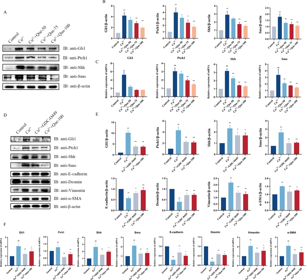 Effect of Que on Hh Signaling in Cu2+-induced HepG2 Cell models. (A - B) WB test showing the protein levels of Gli1, Ptch1, Shh, and Smo in Cu2+-induced HepG2 cells, and relative protein levels were normalized by β-actin, n = 3. (C) RT – qPCR showing the mRNA levels of Gli1, Ptch1, Shh, and Smo in Cu2+-induced HepG2 cells, n = 6. Adding Hh inhibitor. GDC-0449. (D-E) The protein expressions of Gli1, Ptch1, Shh, Smo, E-cadherin, Vimentin, Desmin, and α-SMA. Relative protein levels were normalized by β-actin, n = 3. (F) Gli1, Ptch1, Shh, Smo, E-cadherin, Vimentin, Desmin and α-SMA mRNA expression, n = 6. #P < 0.05, ##P < 0.01, vs Control. P < 0.05, **P < 0.01, vs. Model. Data are expressed as mean ± SD.