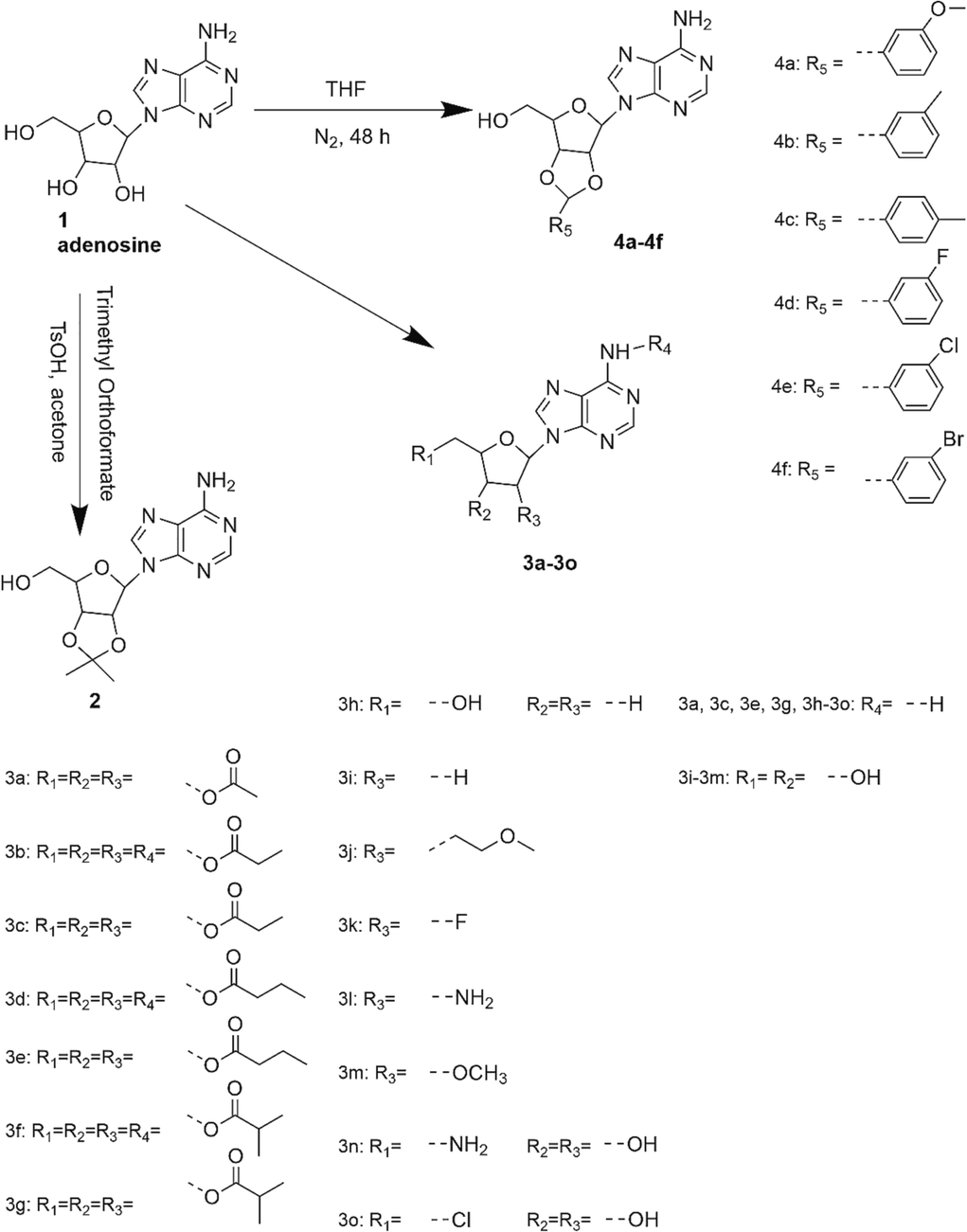 Adenosine derivatives structure.