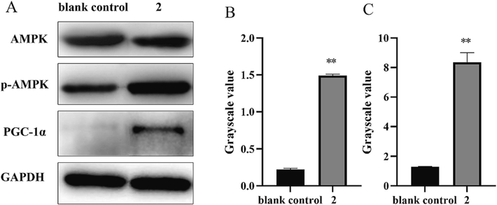 (A) Western blot results for AMPK, p-AMPK, and PGC-1α; The gray values of p-AMPK/AMPK (B) and PGC-1α (C) of 2. **P < 0.01 vs. the blank control group.