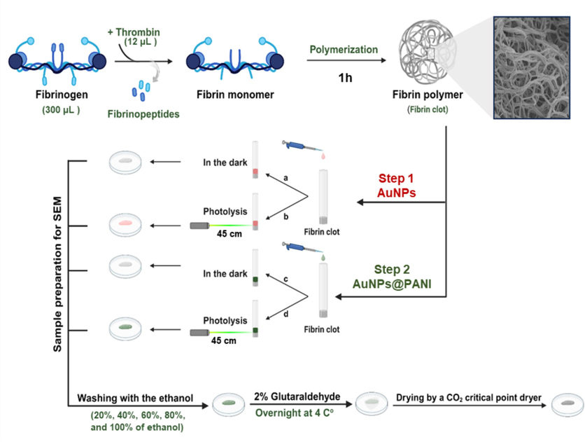 Illustrates the protocol used to study the effect of the prepared nanoparticles core/shell on the fibrin clot.