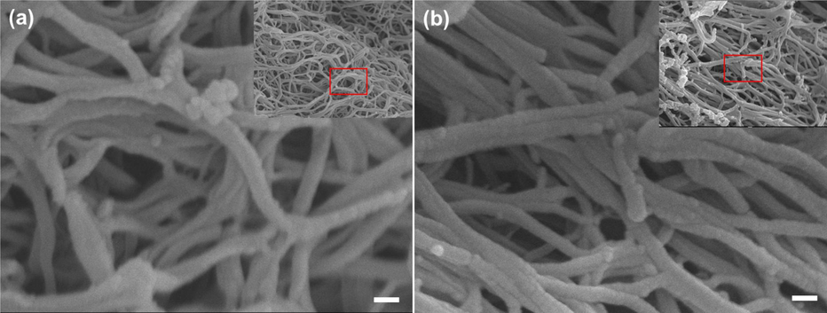 SEM images of the fibrin network morphologies after placing the AuNPs: (a) represent the dark control, and (b) represent the fibrin clot after photolysis by laser light at λ = 520 nm. Scale bar 100 nm. (onset show low magnification for large area of fibrin).