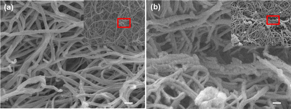SEM images of the fibrin network morphologies after placing the AuNPs@PANI: (a) represent the dark control, and (b) represent the fibrin clot after photolysis with different magnifications. Scale bar 100 nm. (onset show high magnification for large area of fibrin).