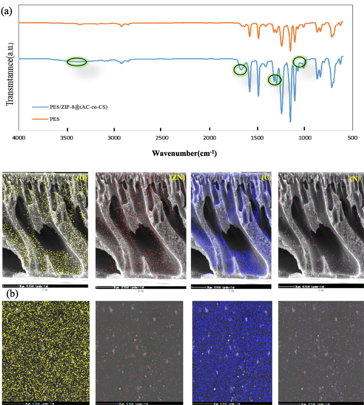 (a) The ATR-FTIR spectra of the pristine and ZIF-8@(AC-co-CS) blended PES membranes; and (b) the surface and cross-sectional FESEM images along with MAP images of (O, ZN, N, and C) for the prepared membrane.