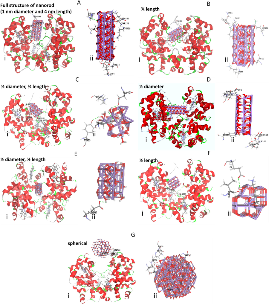 Molecular docking study of the interaction of Mn3O4 clusters with hemoglobin. The interaction of Mn3O4 nanorods with a dimension of 1 nm diameter and 4 nm length and hemoglobin (i), amino acid residues in the binding pocket (ii) (A). The interaction of Mn3O4 nanorod with 3/4 length of original cluster and hemoglobin (i), amino acid residues in the binding pocket (ii) (B). The interaction of Mn3O4 nanorods with a dimension of ½ diameter, ¾ length of original cluster and hemoglobin (i), amino acid residues in the binding pocket (ii) (C). The interaction of Mn3O4 nanorod with a dimension of ½ diameter of original cluster and hemoglobin (i), amino acid residues in the binding pocket (ii) (D). The interaction of Mn3O4 nanorods with a dimension of ½ diameter, ½ length of original cluster and hemoglobin (i), amino acid residues in the binding pocket (ii) (E). The interaction of Mn3O4 nanorod with a dimension of ½ length of original cluster and hemoglobin (i), amino acid residues in the binding pocket (ii) (F). The interaction of Mn3O4 nanoparticles with a spherical shape and a size of 2 nm and hemoglobin (i), amino acid residues in the binding pocket (ii) (G).