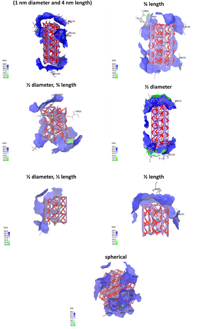 Determination of solvent accessible surface (SAS) of Mn3O4 nanorod determined by molecular docking study of the interaction of Mn3O4 clusters with hemoglobin.