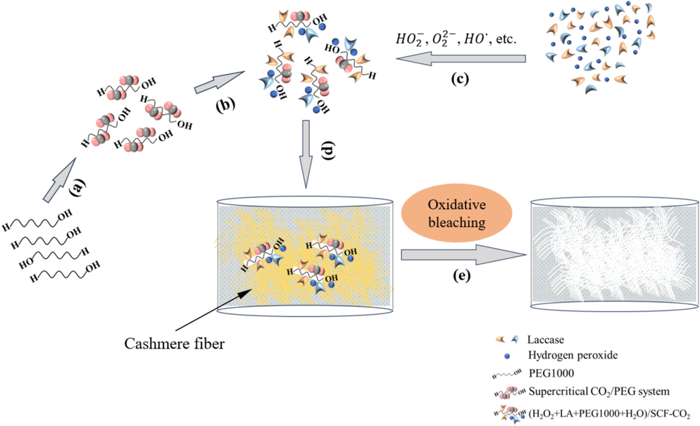 Supercritical bleaching mechanism for cashmere according to the procedures of the proposed method: (a) PEG1000 with CO2 fluid to form the PEG1000/SCF-CO2 system; (b) the PEG1000/SCF-CO2 system with the bleaching ingredients; (c) LA, H2O2, and active spices (e.g. HO2–, O 2 2 - , HO•, etc.); (d) active species and bleaching ingredients after being transferred onto the cashmere fibers; and (e) enzymatic-oxygen bleaching with SCF-CO2.