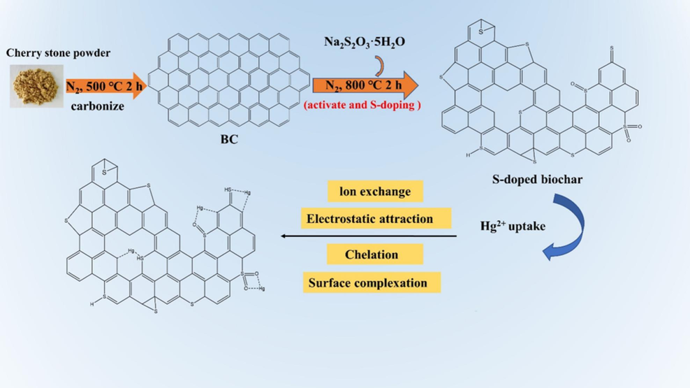 Adsorption mechanism schematic diagram of S4BC-800 for Hg2+.