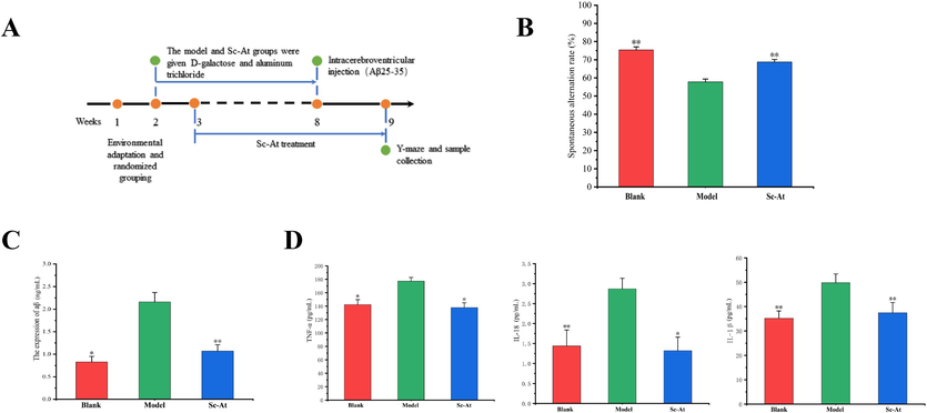 Sc-At attenuates cognitive impairment and pathological changes in AD rats (A, Schematic diagram of experimental design for Sc-At treatment of AD rats; B, Effect of Sc-At on the spontaneous alternation ratio of AD rats in the Y-maze experiment; C, Aβ expression levels in rats of Blank, AD and Sc-At groups; D, TNF-α, IL-1β and IL-18 expression levels in the brain of rats in Blank, AD and Sc-At groups). Compared with the model group, *, P < 0.05 and **, P < 0.01.