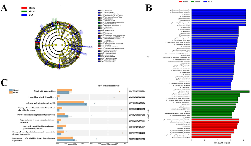 (A,B) LEfSe analysis comparing the differential flora in Blank, Model and Sc-At groups(Different colored nodes in the figure indicate microbial communities at all levels of classification, yellow nodes indicate colonies with no significant differences under comparison; red nodes indicate colonies with significant differences and significantly enriched in the Blank group; green nodes indicate colonies with significant differences and significantly enriched in the Model group; blue nodes indicate colonies with significant differences and significantly enriched in the Sc-At group. (C)Differential analysis of metabolic pathways at KEGG level between Model and Sc-At groups.