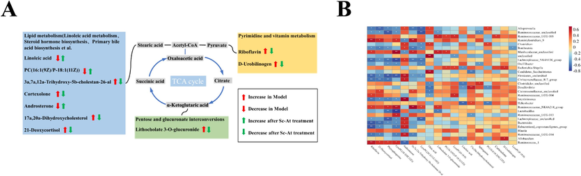 A, the relationship between various metabolic pathways; B, Spearman correlation analysis of intestinal flora and differential metabolism.