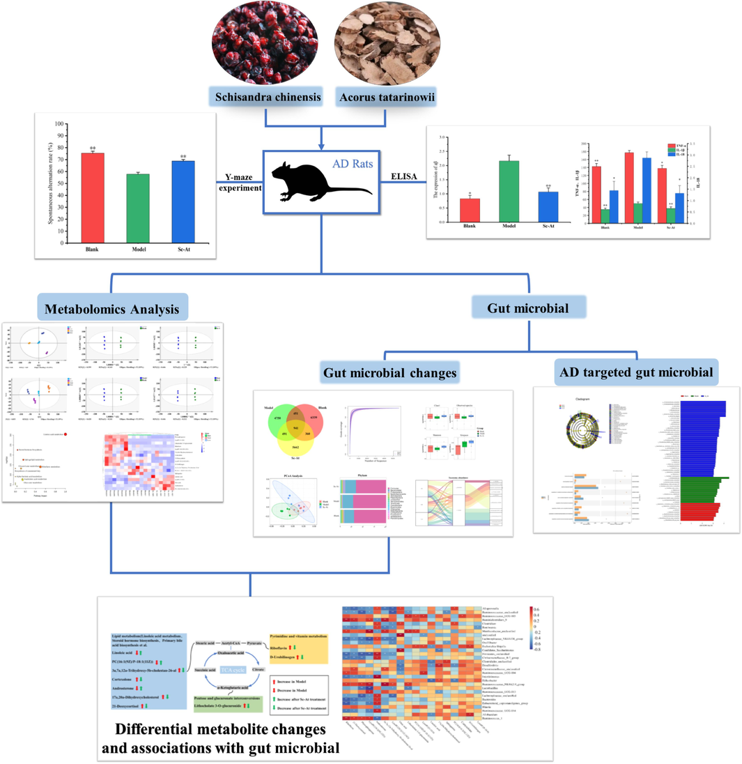 Sc-At alleviates cognitive impairment in AD rats by regulating the gut microbiota and metabolites.