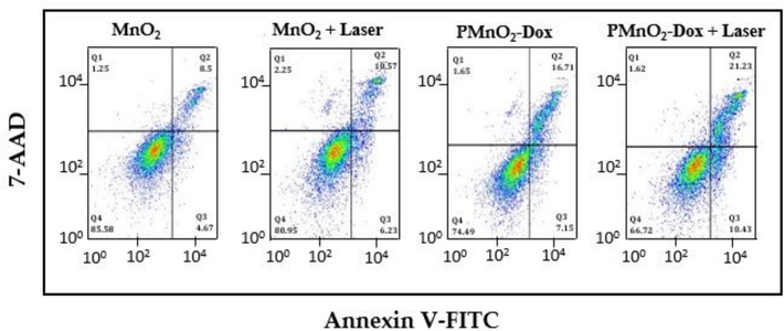 Flow cytometry analysis of MnO2 NPs and PMnO2-Dox NPs with and without laser irradiation revealed the apoptosis ratio.