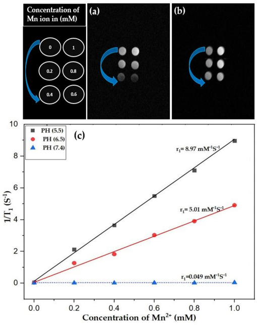 (a–b) shows the MRI images of MnO2 NPs and PMnO2-Dox NPs at different concentration (0, 0.2, 0.4, 0.6, 0.8 and 1 mM) and (c) shows the r1 relativities for PMnO2-Dox NPs were 0.049, 5.01 and 8.97 mM−1S−1 at 7.4, 6.5 and 5.5 pH, respectively, (n = 3 ± S.D).