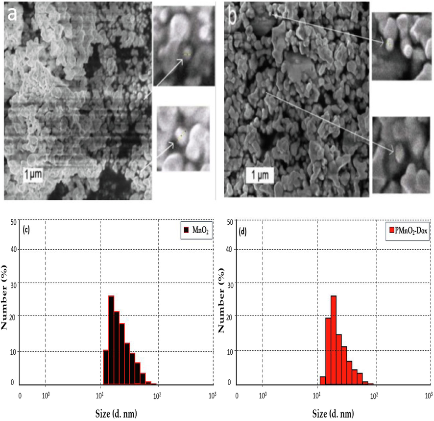 The SEM images (a–b) of MnO2 NPs and PMnO2-Dox NPs. The DLS images (c–d) of MnO2 NPs and PMnO2-Dox NPs.