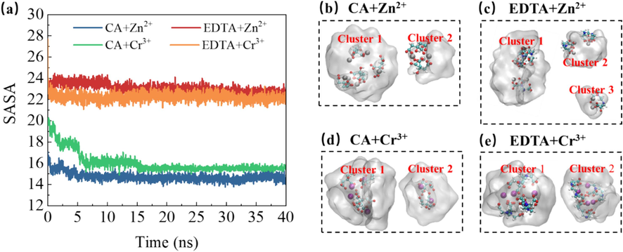 The solvation accessible surface area (SASA) of citrate ligands in different metal ion systems evolves over time.