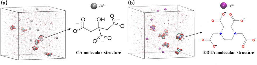 Initial model of EDTA with metal ions (Zn2+ and Cr3+).