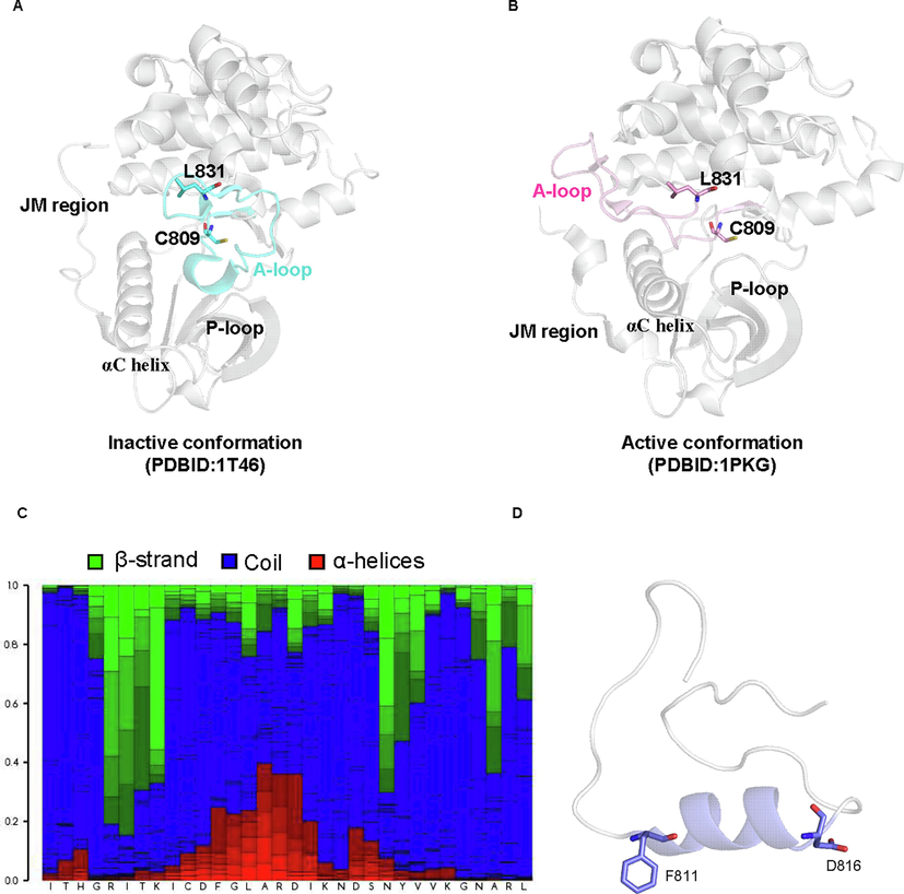 Secondary structure prediction revealed the presence of short α-helices adjacent to the DFG motif was one of the characteristics of the intermediate state. The crystal structure describing the KIT kinase in auto-inhibitory and activated conformation was shown in A and B, respectively. C. The results from the secondary structure prediction of residues in the activation loop, the presence of a-helices, b-strands, and the coil were colored red, blue, and green, respectively, while the representative structure was illustrated in D.