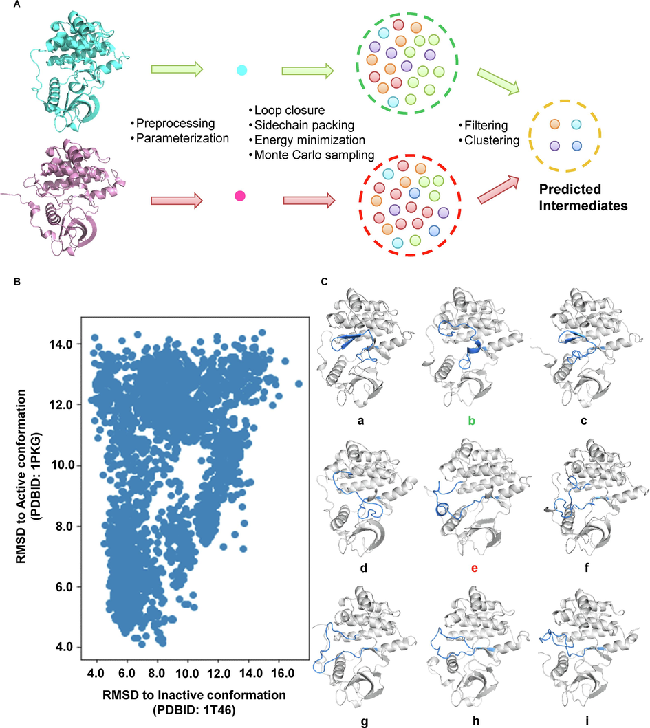 Ab initio folding and K-means clustering identified nine potential metastable conformations of c-Kit kinase, which showed remarkably different secondary structure profiles. A. The illustration of the intermediate generation process. The crystal structure of the kinase domain of c-Kit in the autoinhibitory state (PDBID: 1 T46, colored cyan) and active state (PDBID: 1PKG, colored pink) were used as the initial structure for ab inito folding. For each initial structure, 5000 decoys were generated. The RMSD of each decoy related to the initial structures was plotted in B, and the representative structure of each cluster was visualized with a cartoon in C..