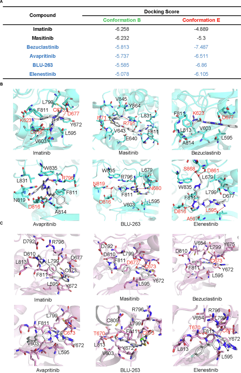 The identified metastable structural model showed enhanced efficacy in targeting TKIs which was effective against D816V. The predicted binding free energy of identified metastable states and selected TKIs was obtained from molecular docking (Glide in standard precision mode). The docking score of each TKI was shown in A, and the three-dimensional structure of the complex was shown in B and C. The carbon atoms in the ligand were colored in white. The carbon atoms within conformation b and conformation e were colored cyan and pink, respectively. The nitrogen, oxygen, and chloride atom was colored blue, red, and green, respectively.