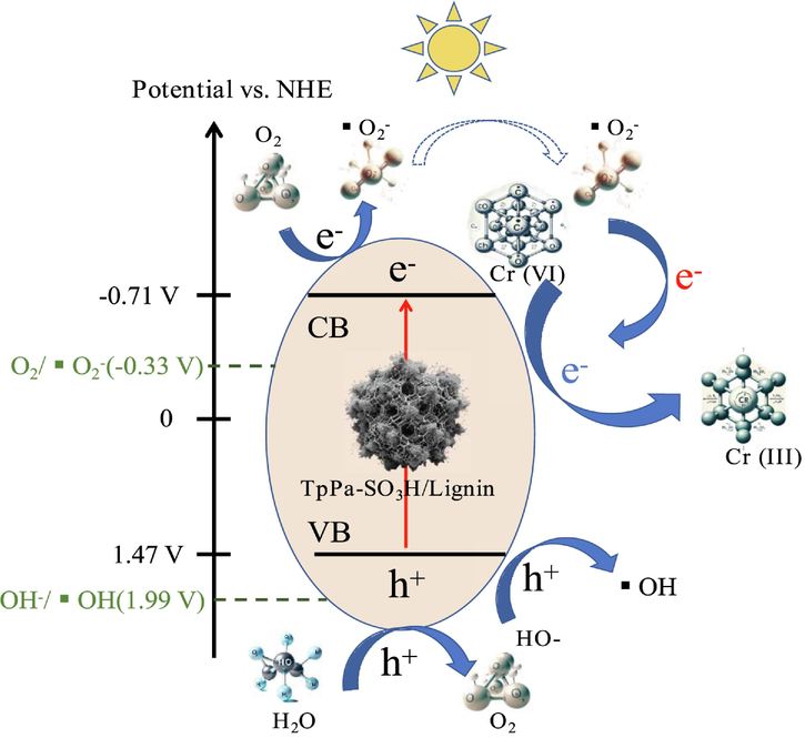 The potential possible mechanism of photocatalytic reduction of Cr (VI) by TpPa-SO3H/lignin.