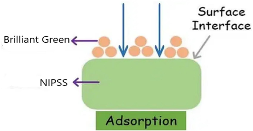 Schematic representation of hydrogen bonding between Brilliant Green on NIPSS.