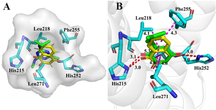 Simulated surface representation of Atrazine (green) and Lawsone (yellow) binding to D1 protein (A). In PsPS II D1 protein, QB (green) and Lawsone (yellow) combined with surrounding amino acids (B).
