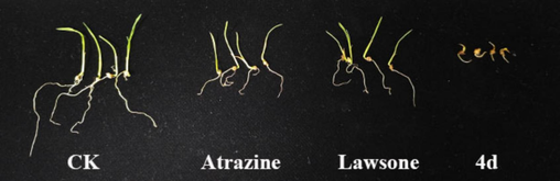 Symptoms of Echinochloa crusgalli treated by compound 4d at 100 μg/mL, compared with the positive control (Atrazine), lead compound (Lawsone) and control check (CK).