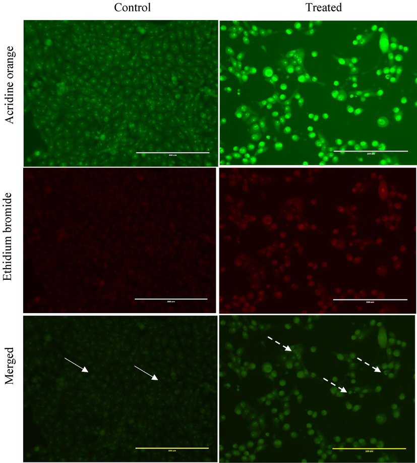 Dual acridine orange/ethidium bromide staining of HepG2 cells with characteristic symptoms of apoptosis: (i) 0.01 % methanol as negative control and cells treated with 70 µg/mL of the F5 fraction of H.curassavicum for 24  h. White arrow indicates live cells (uniformly green), and dashed arrow shows apoptotic cells (a distinctive yellow-green fluorescence in their nuclei with a concentrated crescent or granular pattern observed on one side of the cells). The images were taken with an EVOS fluorescence microscope at a magnification of 400x.