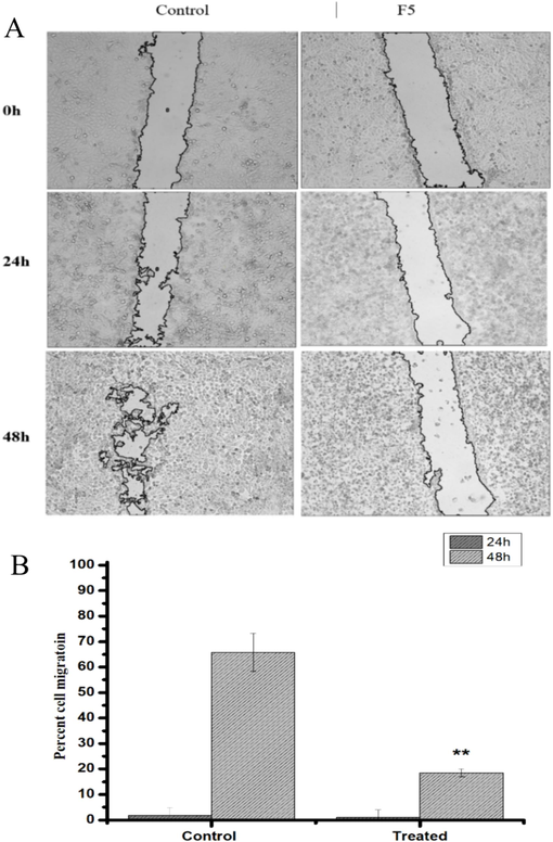 The Effect of the F5 fraction from Heliotropium curassavicum on HepG2 cell migration. (A) Images display the wounded HepG2 cell monolayer immediately post-wounding (t = 0h) and after 24 or 48 h of incubation. Cells were either mock-treated or exposed to the F5 fraction at 70 µg/mL. (B) The migration rate of the cells was determined as detailed in the materials and methods section. Statistical significance was assessed, with ∗ p < 0.05 indicating a significant difference compared to the mock-treated group. Data shown are representative of three independent experiments.