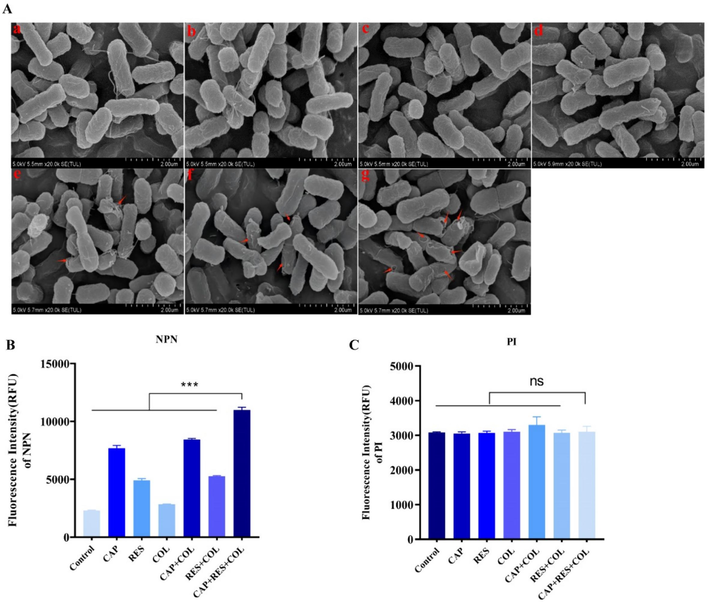 Effects of combined therapy on bacterial membrane. A, Morphological changes of Escherichia coli HP-144 treated with colistin (2 µg/mL), resveratrol (128 µg/mL), capsaicin (256 µg/mL) alone or their combination. Scar bar, 2.00 µm. Destroyed outer membrane was marked by red arrows. The experiment is grouped as follows: (a) Control, (b) CAP, (c) RES, (d) COL, (e) CAP+COL, (f) RES+COL, (g) RES+CAP+COL. B, Outer membrane permeability was evaluated by measuring the fluorescence intensity of NPN. C, Inner membrane permeability was evaluated by measuring the fluorescence intensity of PI.