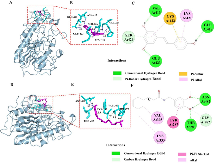 Putative pattern of interaction between resveratrol, capsaicin and MCR-1 protein. A, Stable 3D structure of resveratrol with MCR-1 obtained from the AutoDock simulations. B, The interactions formed between the amino acid residues (stick) and the docked resveratrol molecule (ball and stick) in the MCR-1 binding site. C, Interaction of planar amino acids between resveratrol and MCR-1 molecule. D, Stable 3D structure of capsaicin with MCR-1 obtained from the AutoDock simulations. E, The interactions formed between the amino acid residues (stick) and the docked capsaicin molecule (ball and stick) in the MCR-1 binding site. F, Interaction of planar amino acids between capsaicin and MCR-1 molecule.