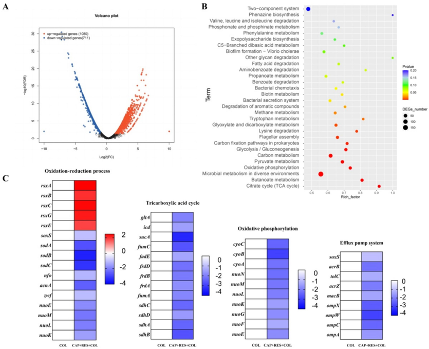 Transcriptomic analysis of Escherichia coli HP-144 treated by colistin, and colistin in combination with resveratrol and capsaicin. A, Volcano-plots of DEGs distribution. B, KEGG enrichment analysis of the DEGs. The x and y axis in A represent the expression changes and corresponding statistically significant degree, respectively. C, Selected DEGs involved in TCA cycle, Oxidative phosphorylation, multidrug efflux pump and oxdation-reduction process. COL, colistin alone, COL+RES+CAP, colistin in combination with resveratrol and capsaicin.