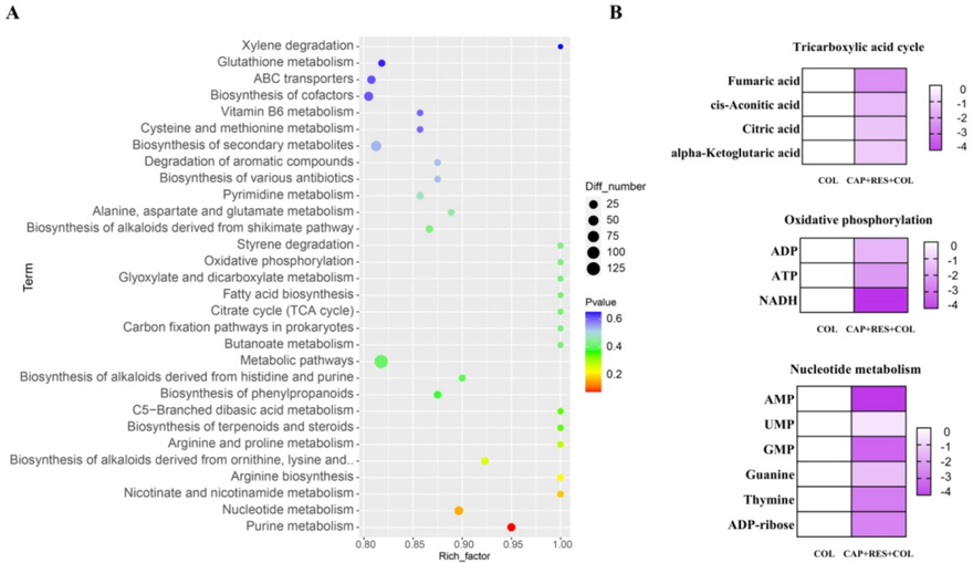 Non-targeted metabolomics analysis of Escherichia coli HP-144 treated by colistin, and colistin in combination with resveratrol and capsaicin. A, KEGG enrichment analysis of the differential metabolites. The x and y axis in A represent the expression changes and corresponding statistically significant degree, respectively. B, Selected differential metabolites involved in TCA cycle, Oxidative phosphorylation, nucleotide metabolites. COL, colistin alone; COL+RES+CAP, colistin in combination with resveratrol and capsaicin.