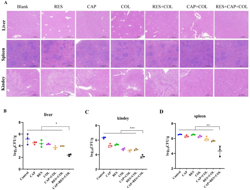 Resveratrol and capsaicin restore colistin activity in mice infection models. A, Organ histological analysis of mice; B, Bacterial loads were determined in liver; C, Bacterial loads were determined in kidney; D, Bacterial loads were determined in spleen.