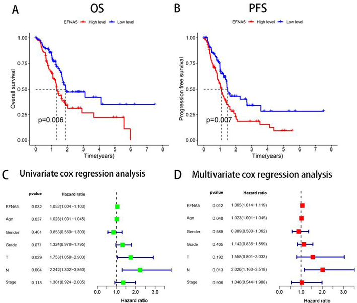 A. In the TCGA data, the overall survival (OS) of the high EFNA5 expression group (n = 88) is significantly shorter than that of the low expression group (n = 89), p < 0.01. B. The progression-free survival (PFS) of the high EFNA5 expression group (n = 88) is significantly shorter than that of the low expression group, p < 0.01. C, D. Univariate and multivariate COX regression analyses determine the prognostic value of each factor.