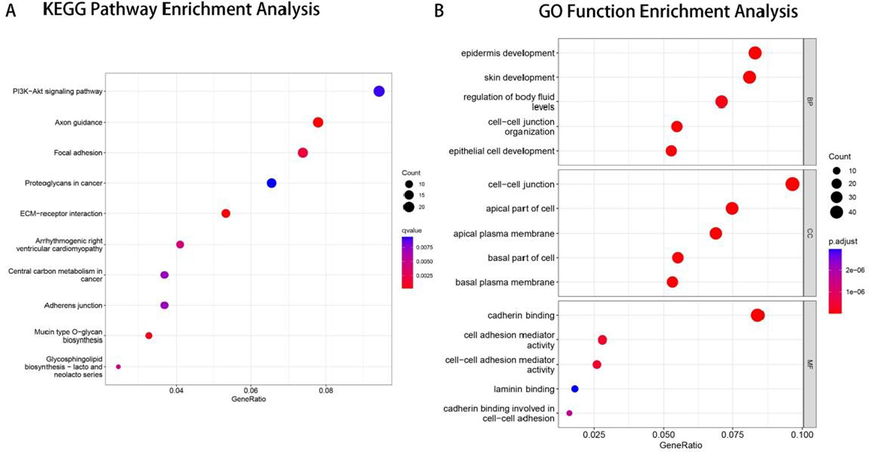 A. Bubble chart of KEGG pathway enrichment analysis. B. Bubble chart of GO functional enrichment analysis.