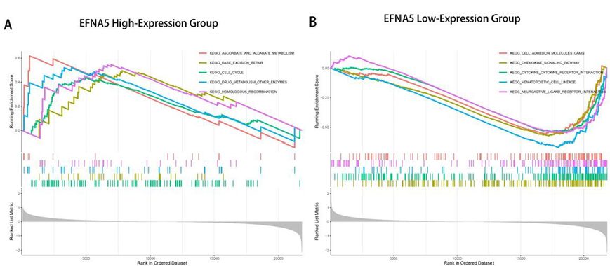 A. GSEA enrichment analysis of the EFNA5 high-expression group. B. GSEA enrichment analysis of the EFNA5 low-expression group.